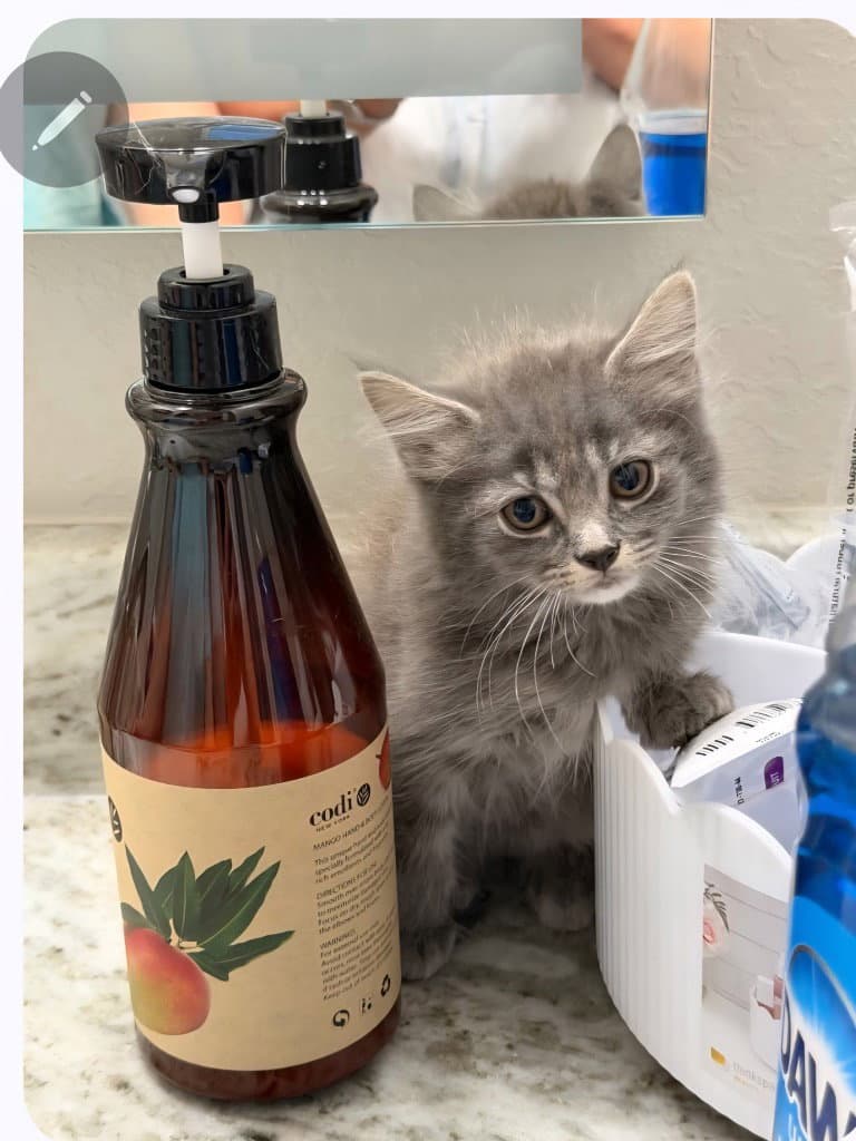 Willow - Maine Coon