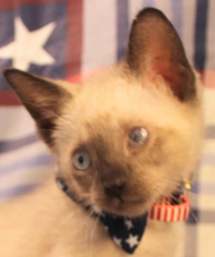Privateer - Siamese