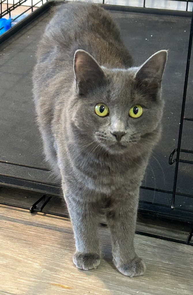 Miss M - Nebelung