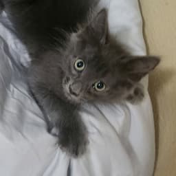 Smokey Grey image 1