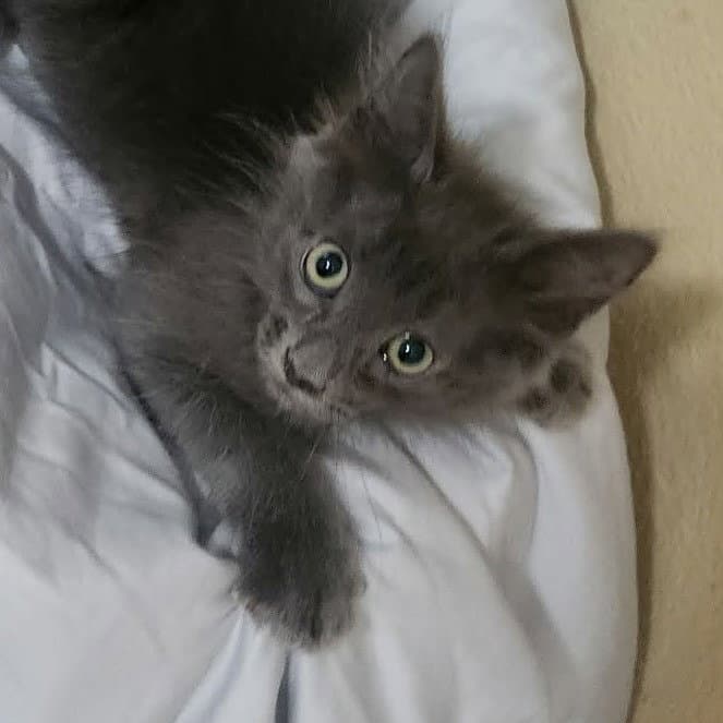 Smokey Grey - Siamese
