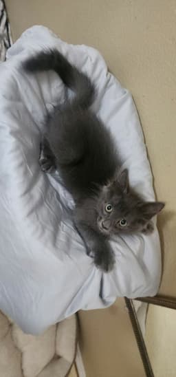 Smokey Grey image 4
