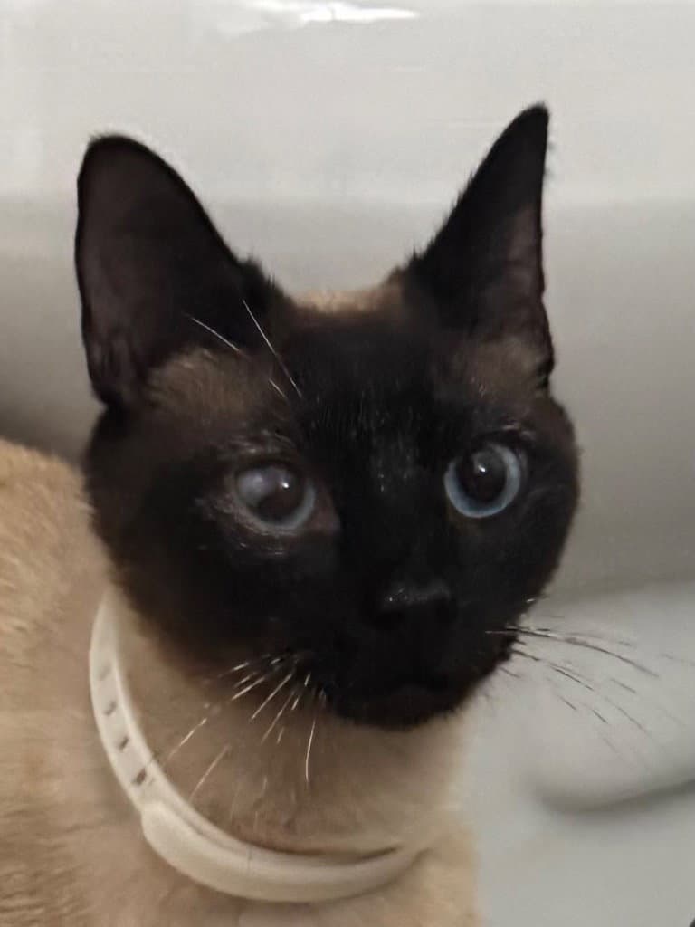 Oscar Compost Kitty - Siamese
