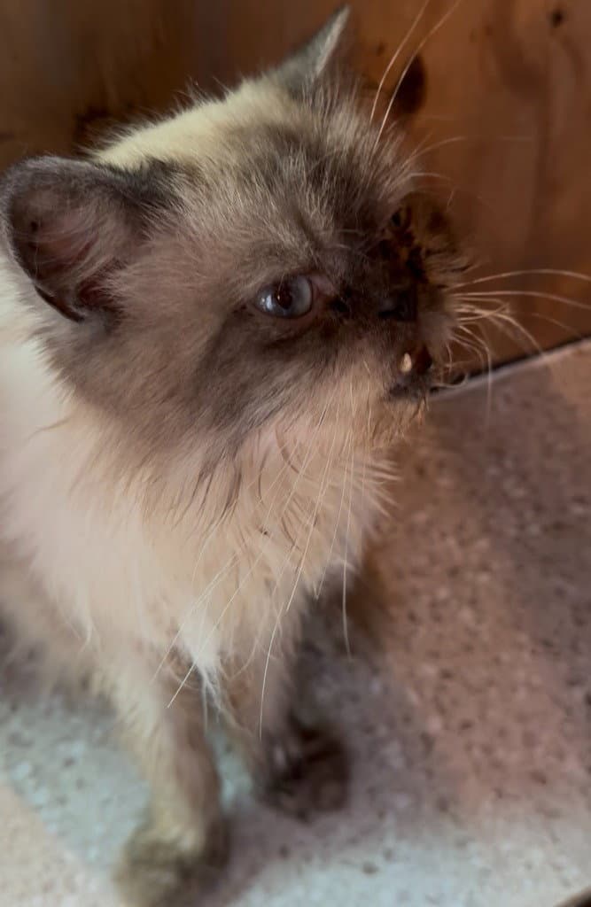 Mr Grimley - Himalayan
