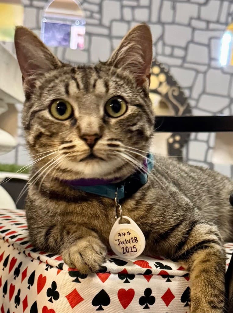 Ruhn - Domestic Short Hair