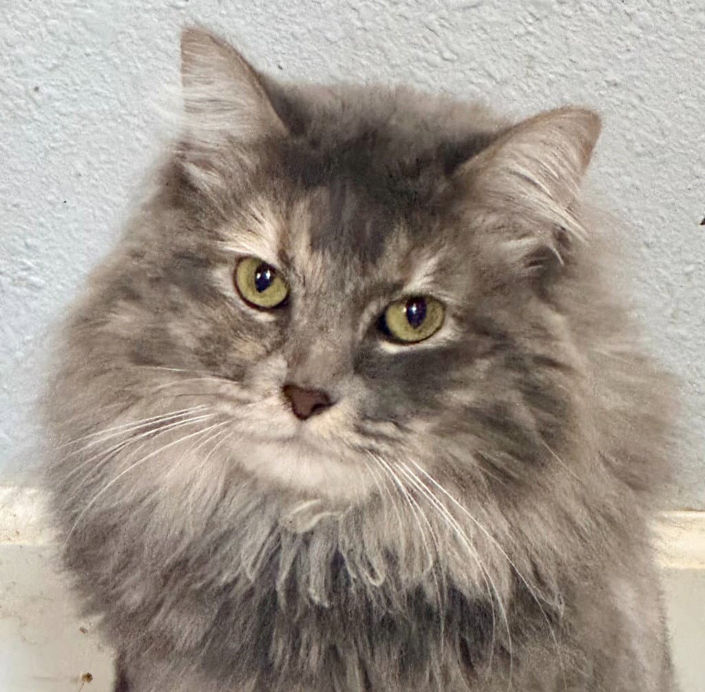 Fluff Monster - Domestic Long Hair