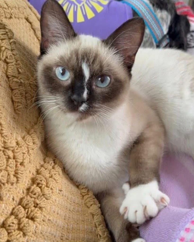 White Stripe - Siamese
