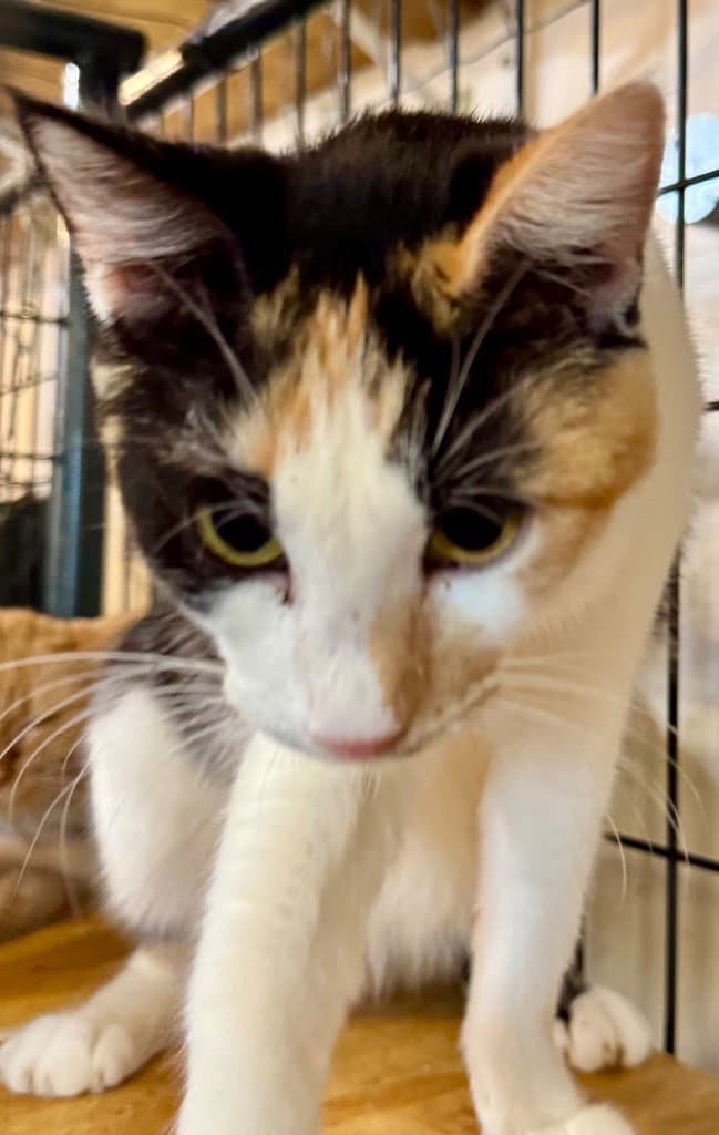 Jupiter - Calico