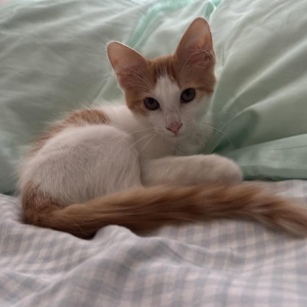 Simba - Maine Coon