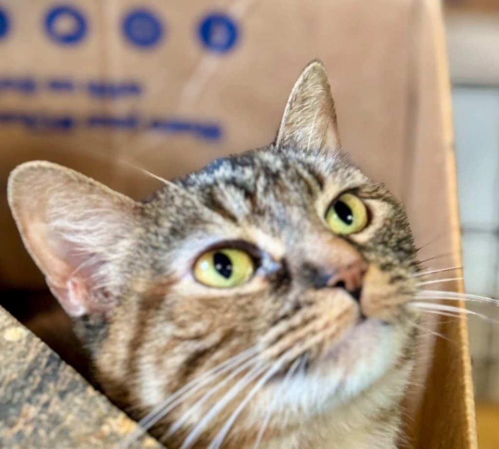 Becca - Domestic Short Hair