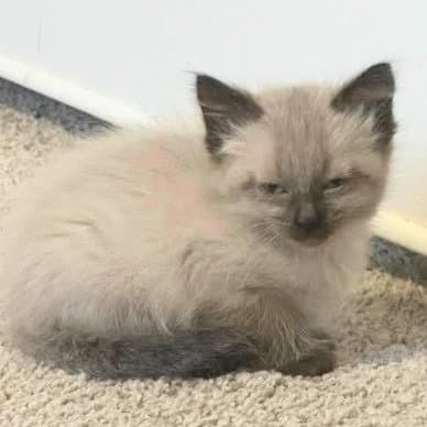 Harriet - Siamese