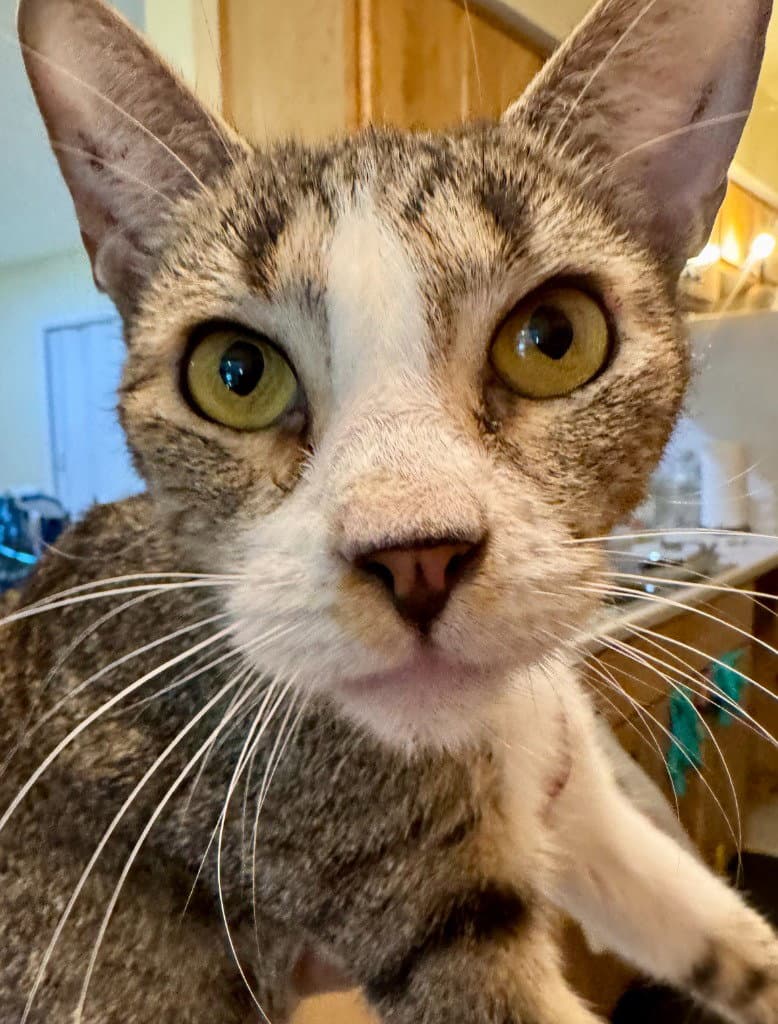 Frankie - Domestic Short Hair
