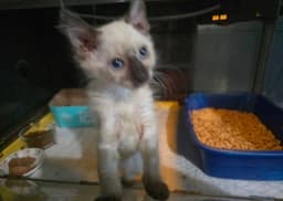 Ginger image 1
