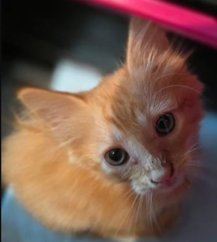 Luna - Domestic Medium Hair