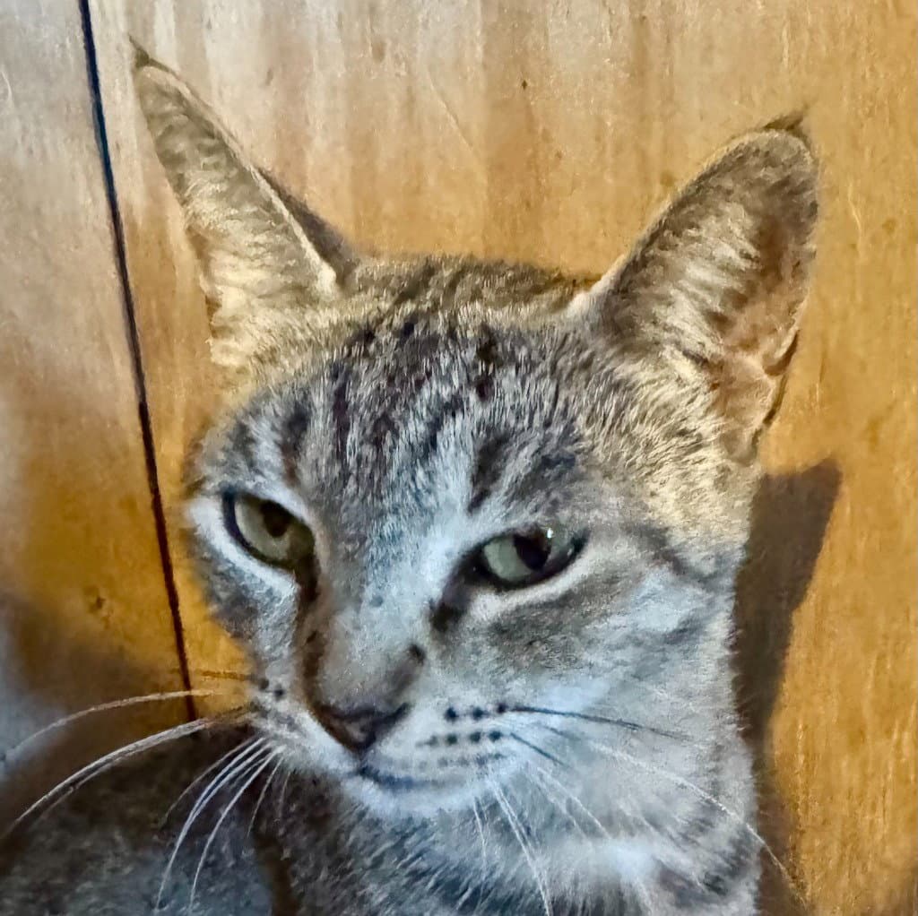 Necklace - Domestic Short Hair