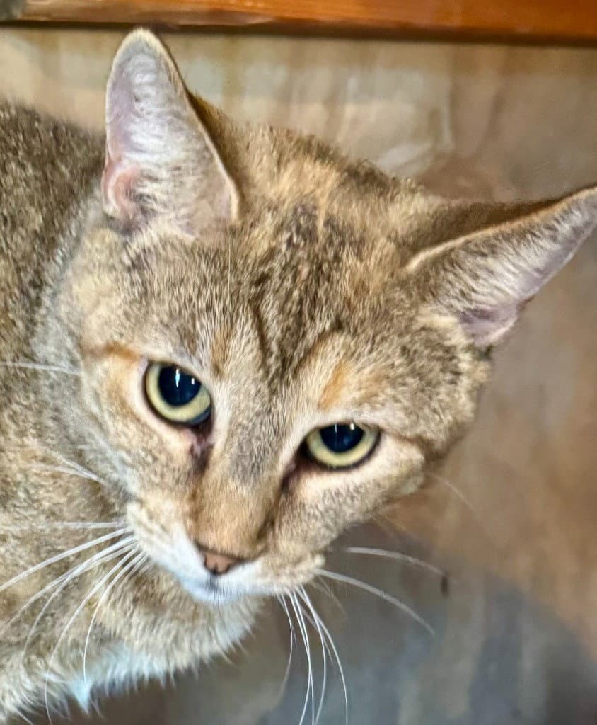 Patches Tabby - Domestic Short Hair