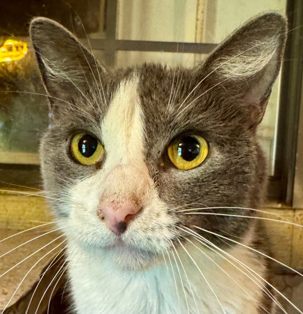 Silver Belle - Domestic Short Hair