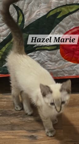 Hazel Marie image 3