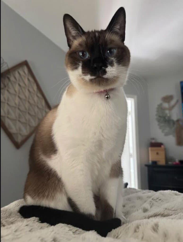 Momo - Siamese