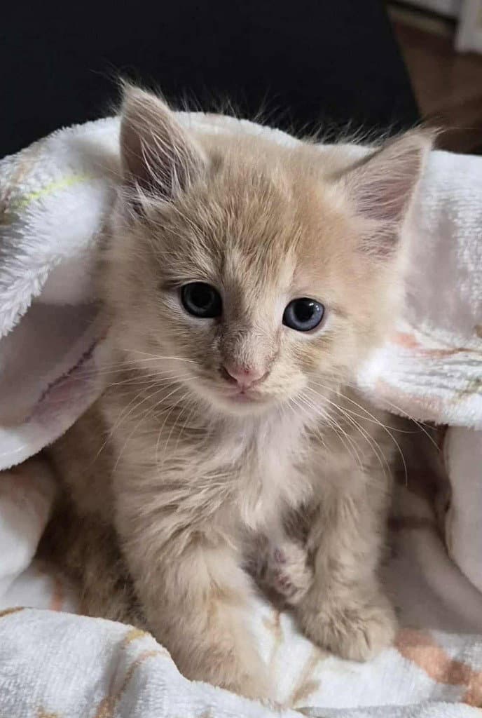 Dewey - Domestic Long Hair
