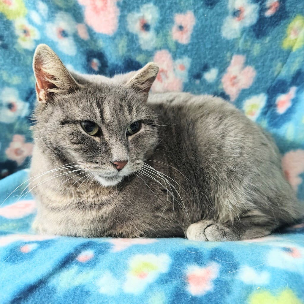 Misty - Snowshoe