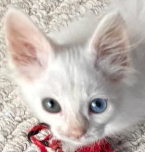 Yukio - Turkish Angora