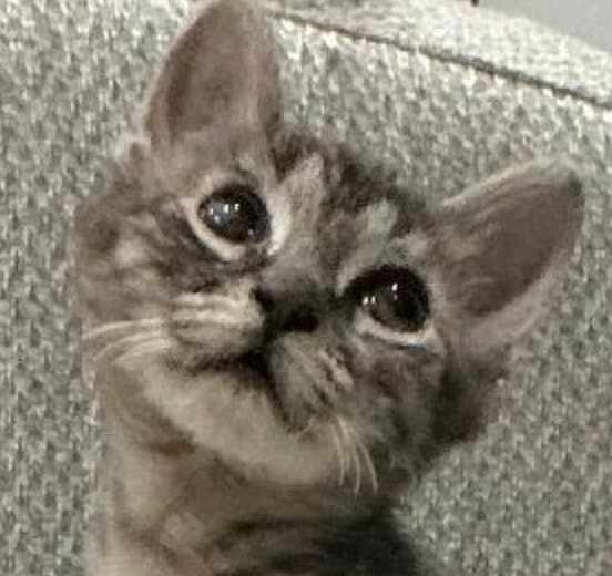 Spangled Aka Cheesy Gordito - Domestic Short Hair