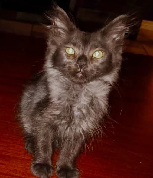 Mr Sterling - Maine Coon