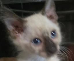 Gideon image 1