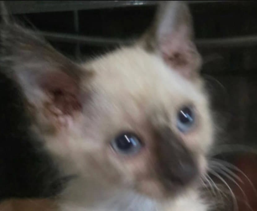 Gideon - Siamese