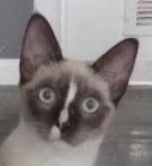 Piper image 1