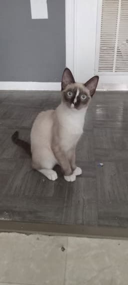 Piper image 3