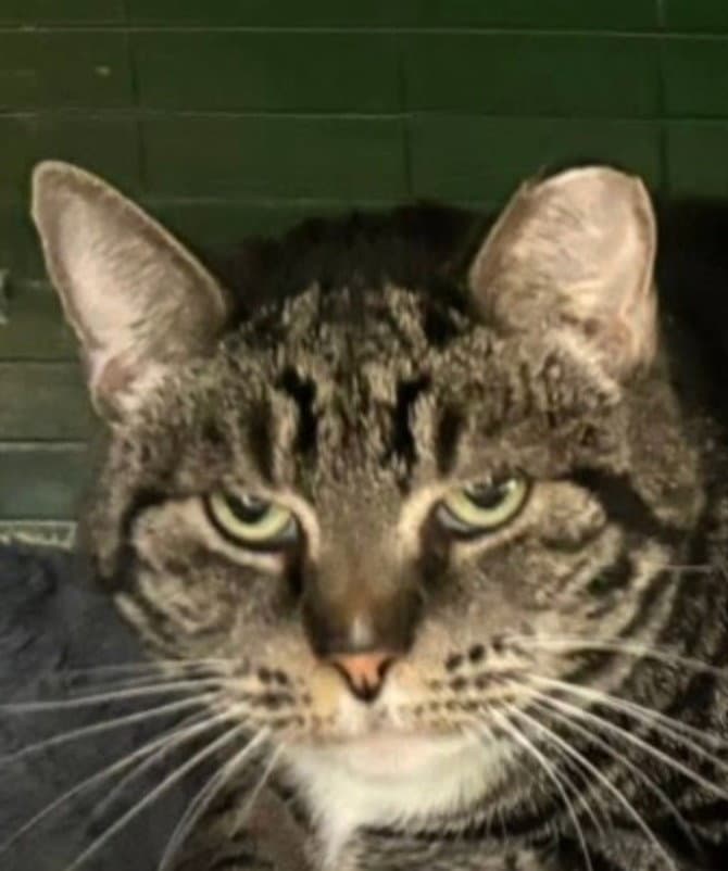 Monkey Left Behind - Domestic Short Hair