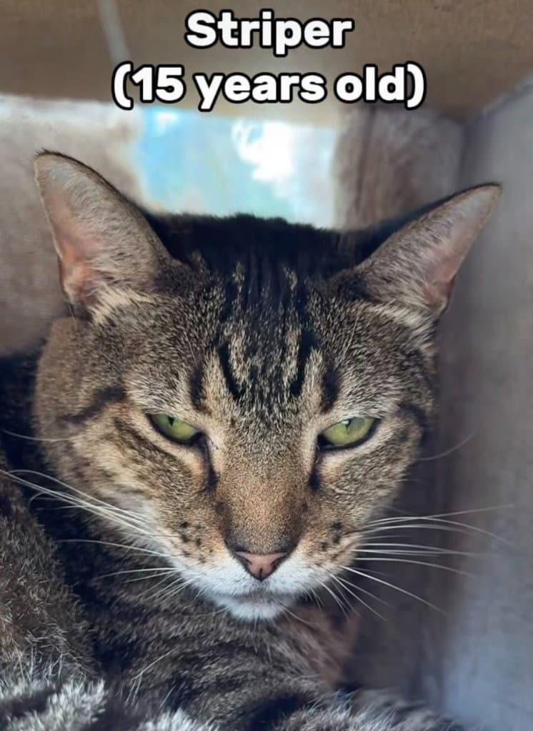 Striper - Domestic Short Hair