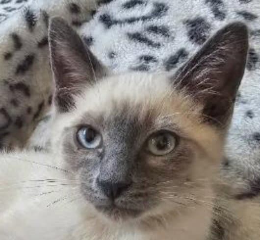 Pickle - Siamese