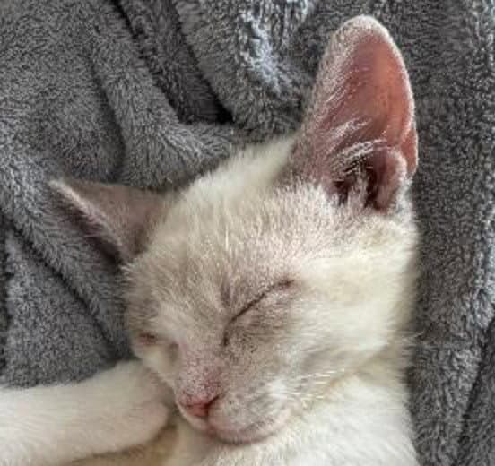 Star - Siamese