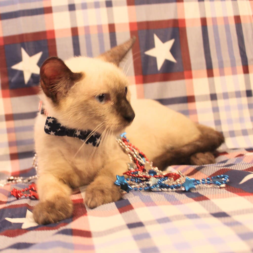 Bob Hope - Siamese