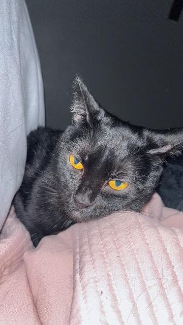 Luna - Domestic Short Hair