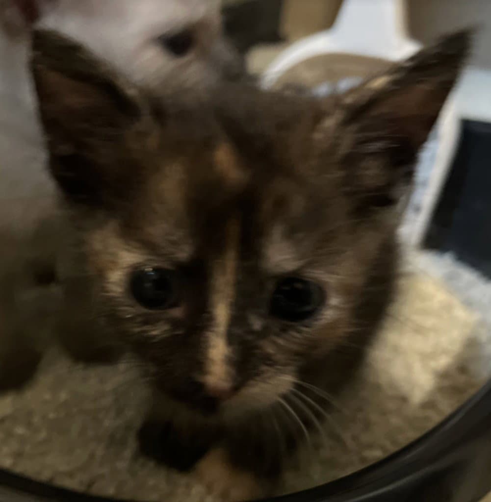 Tortilla - Domestic Short Hair