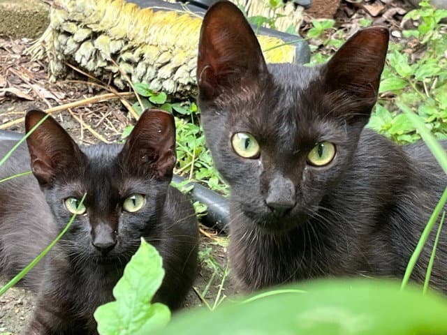 Mcnaughton-Twins - Domestic Short Hair