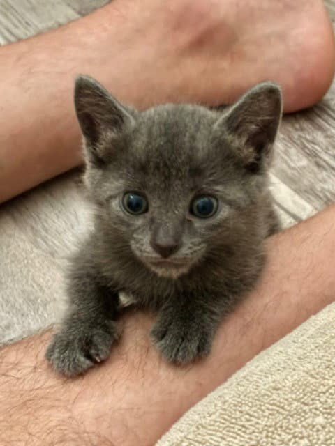 Pedro - Russian Blue