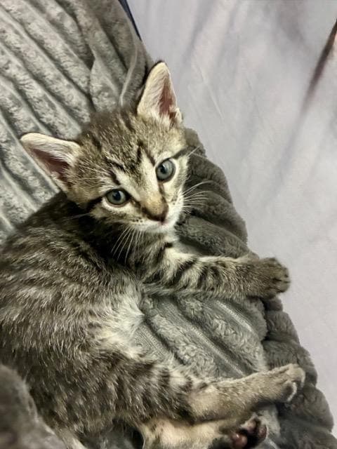 Solemar - Domestic Short Hair