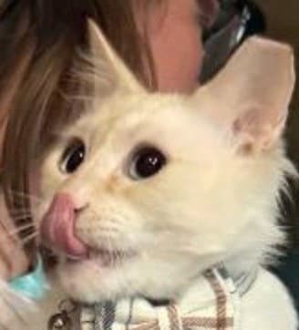 Bass - Siamese