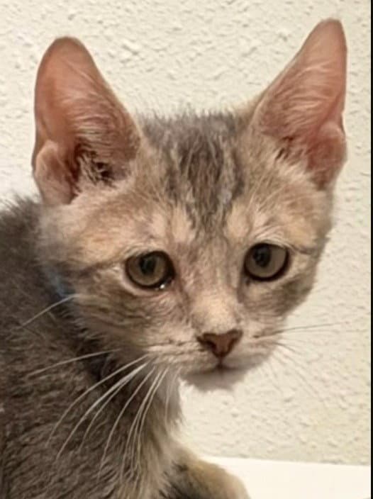 Ajax - Domestic Short Hair