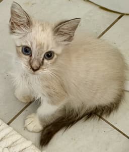 Scout image 1