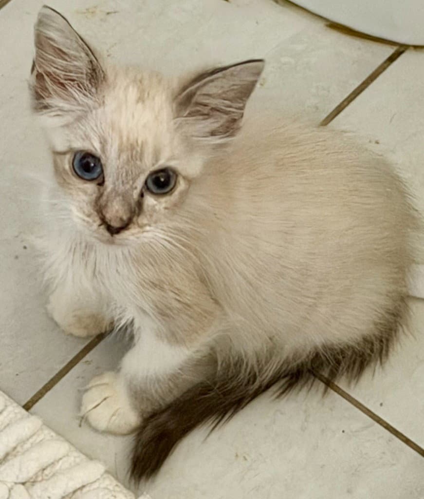 Scout - Siamese
