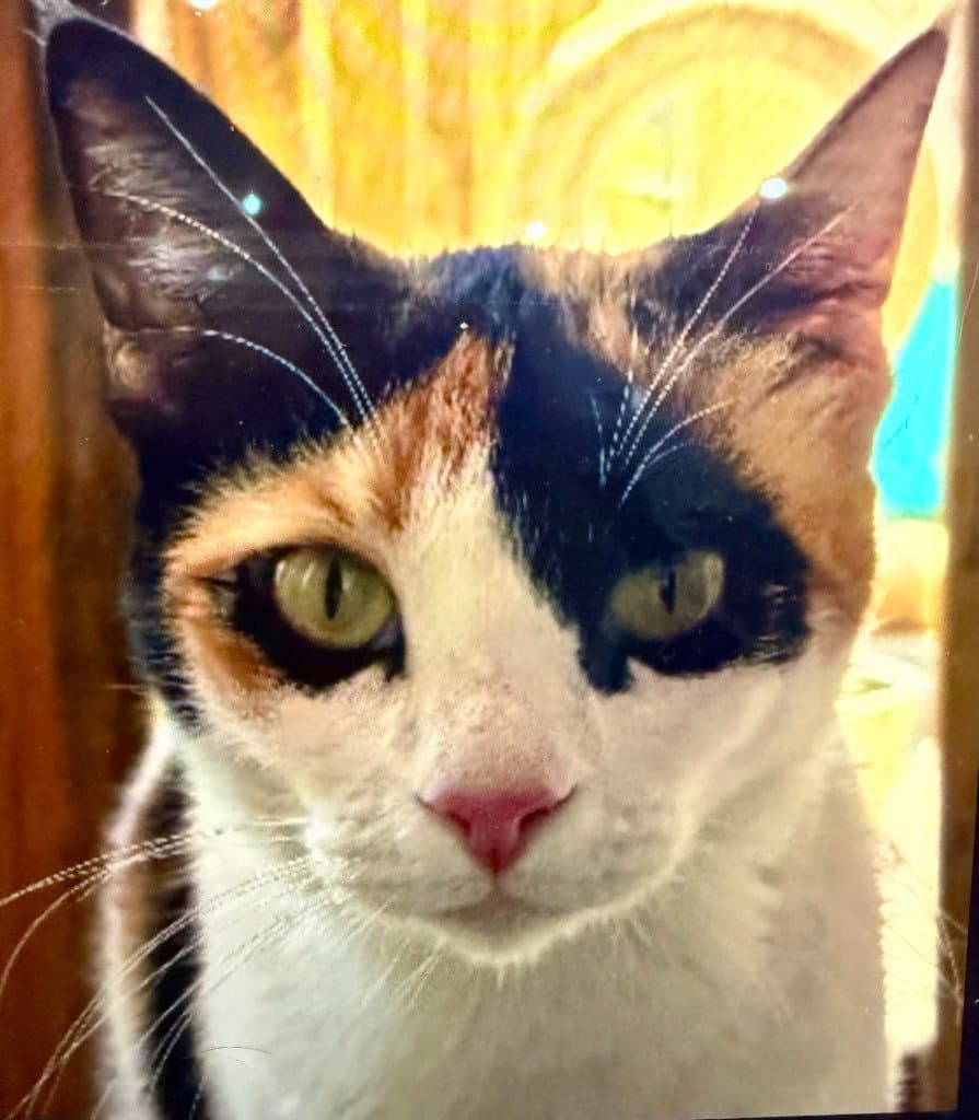 Paprika - Calico