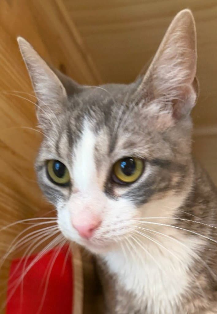 Jett - Domestic Short Hair