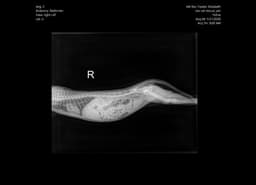 Havi image 2