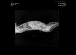 Havi image 3